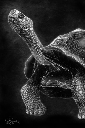 Scratch Turtle